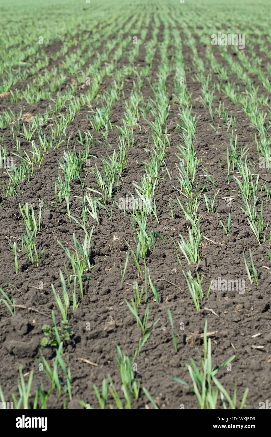 Zeilen auf schwarze Feder Feld Stockfoto