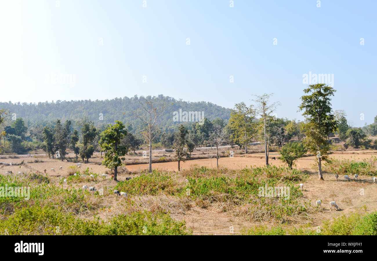 Landschaft von chhota Nagpur semiariden Plateau, das Indo Gangesebene im östlichen Chhattisgarh von Indien. Es deckt auch einen Bereich von Jharkhand state Stockfoto