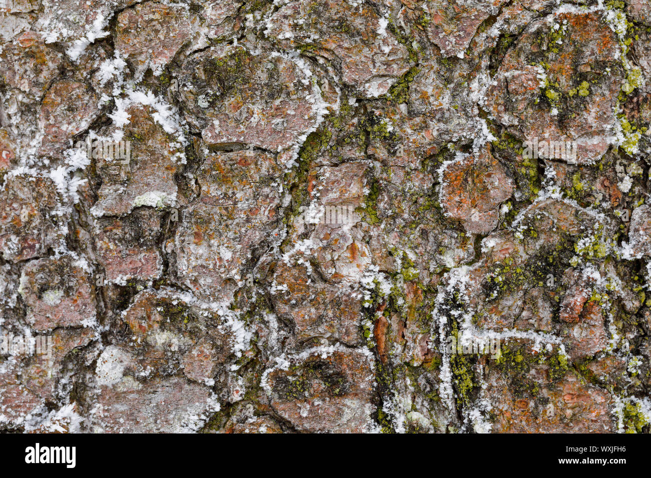 Die Fichte (Picea abies). In der Nähe der Rinde, im Raureif bedeckt, Schweiz Stockfoto