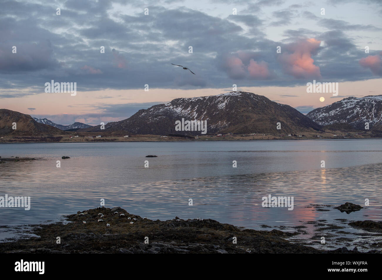 Eiderenten am Strand bei Sonnenuntergang, Lofoten, Nordland, Norwegen Stockfoto