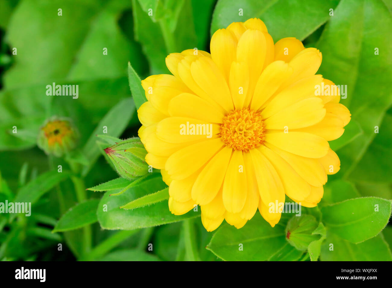 Ringelblume, Englisch Ringelblume (Calendula officinalis). Einzelne gelbe  Blume. Schweiz Stockfotografie - Alamy