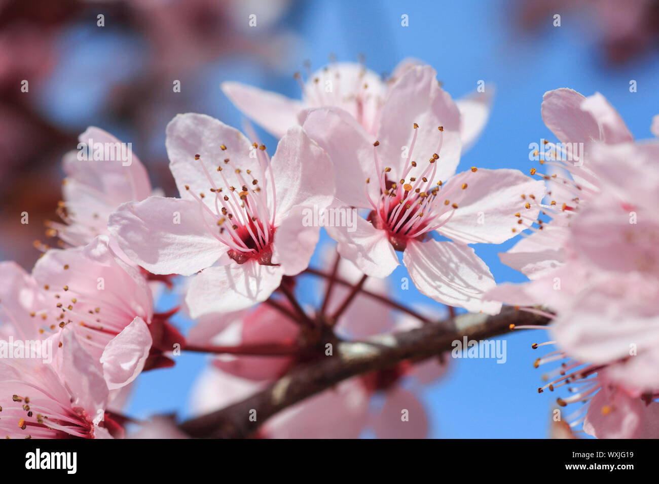 Orientalische Kirsche, Japanische Kirsche (Prunus Serrulata), blühenden Zweig im Frühjahr. Die Schweiz. Stockfoto