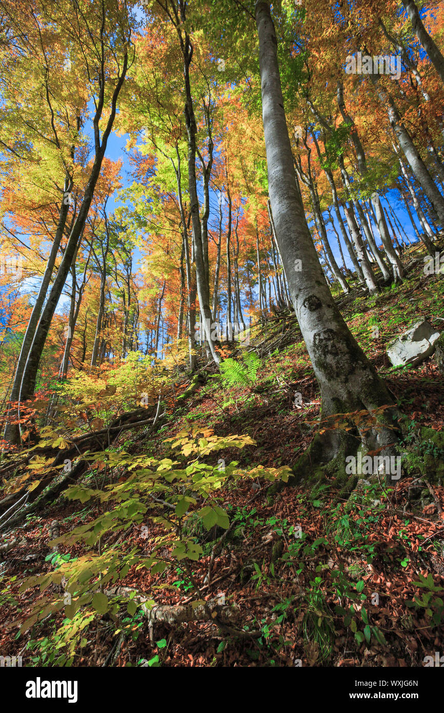 Gemeinsame Buche (Fagus sylvatica). Wald im Herbst. Schweiz Stockfoto