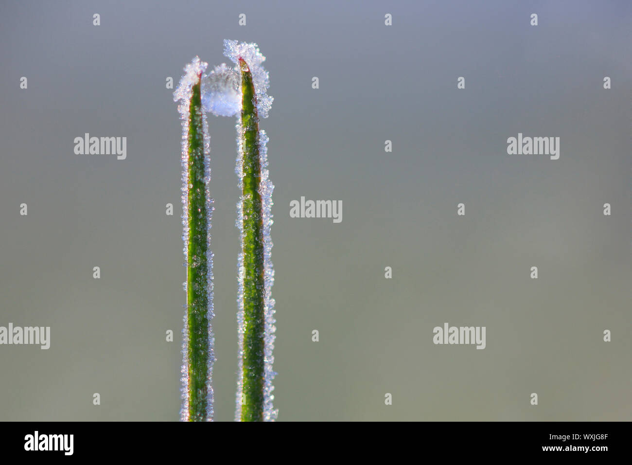 Eine gefrorene dewdrop zwischen zwei Grashalme. Schweiz Stockfoto