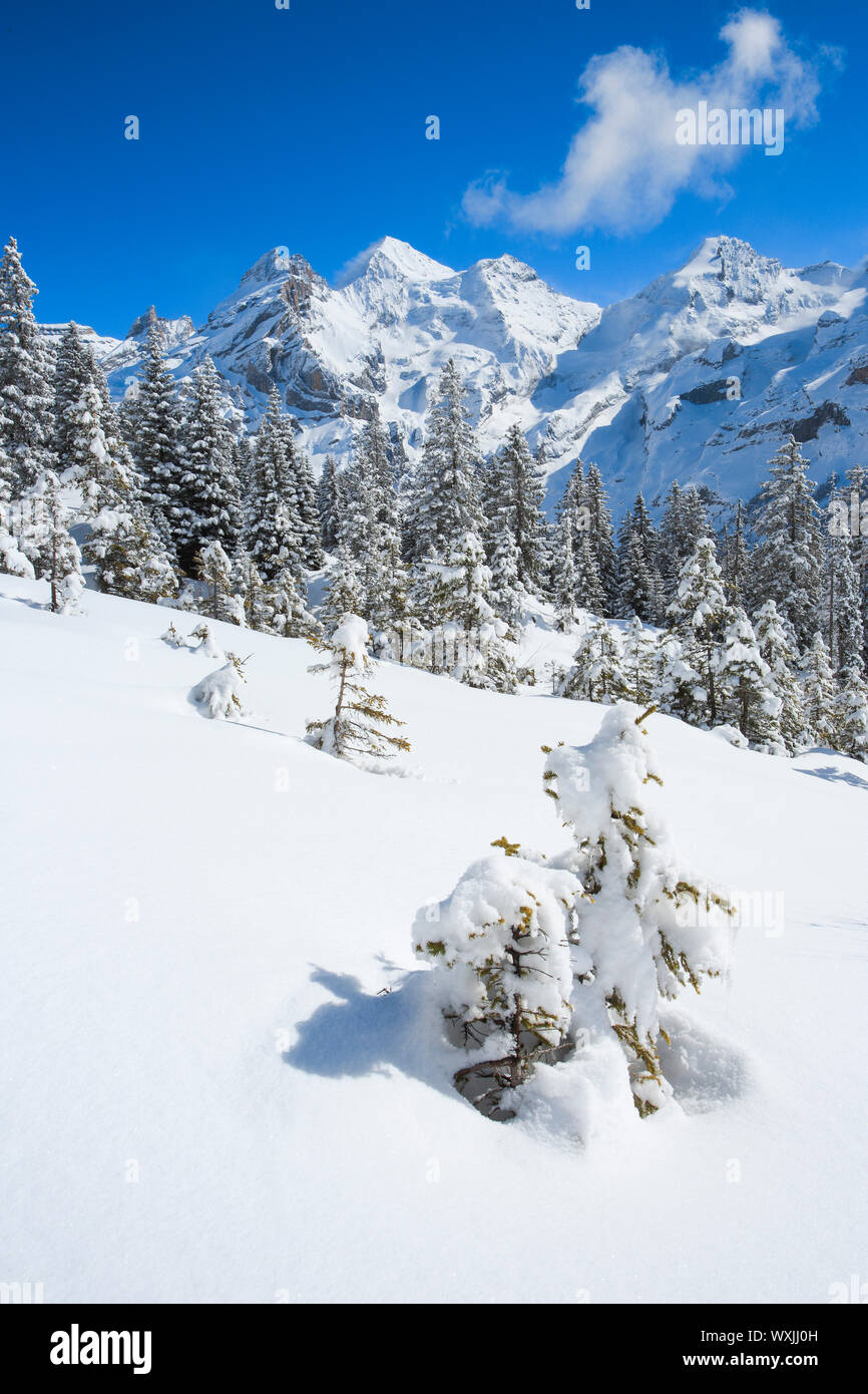 Bergmassiv Bluemlisalp mit Rothorn, Bluemlisalphorn und Oeschinenhorn. Berner Alpen, Stockfoto