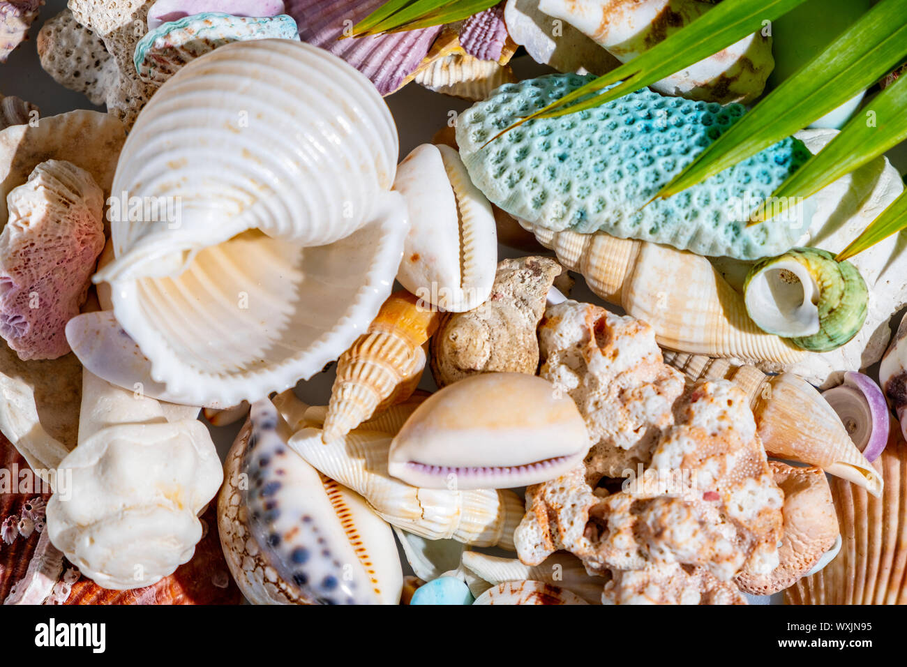 Bunte Seashell Hintergrund, horizontale Zusammensetzung Stockfoto