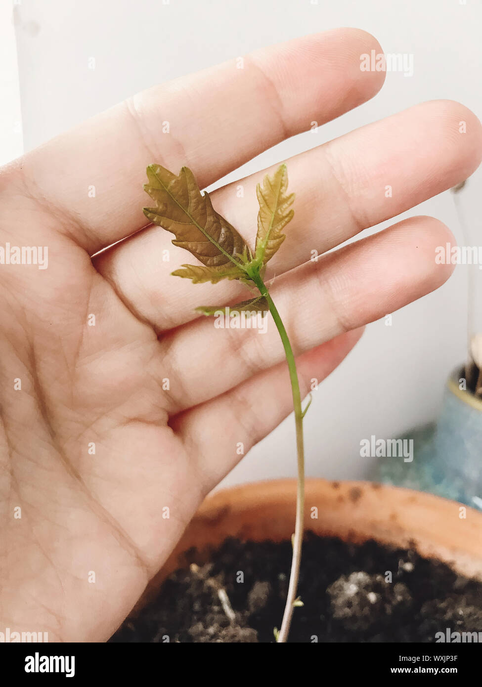 Neue Eiche wächst in Lehmtöpfen indoor. Wiederaufforstung Konzept. Hand,  die eine neue, frische Blätter auf Stamm der Eiche, von Acorn Samen in den  Topf. Auto Stockfotografie - Alamy