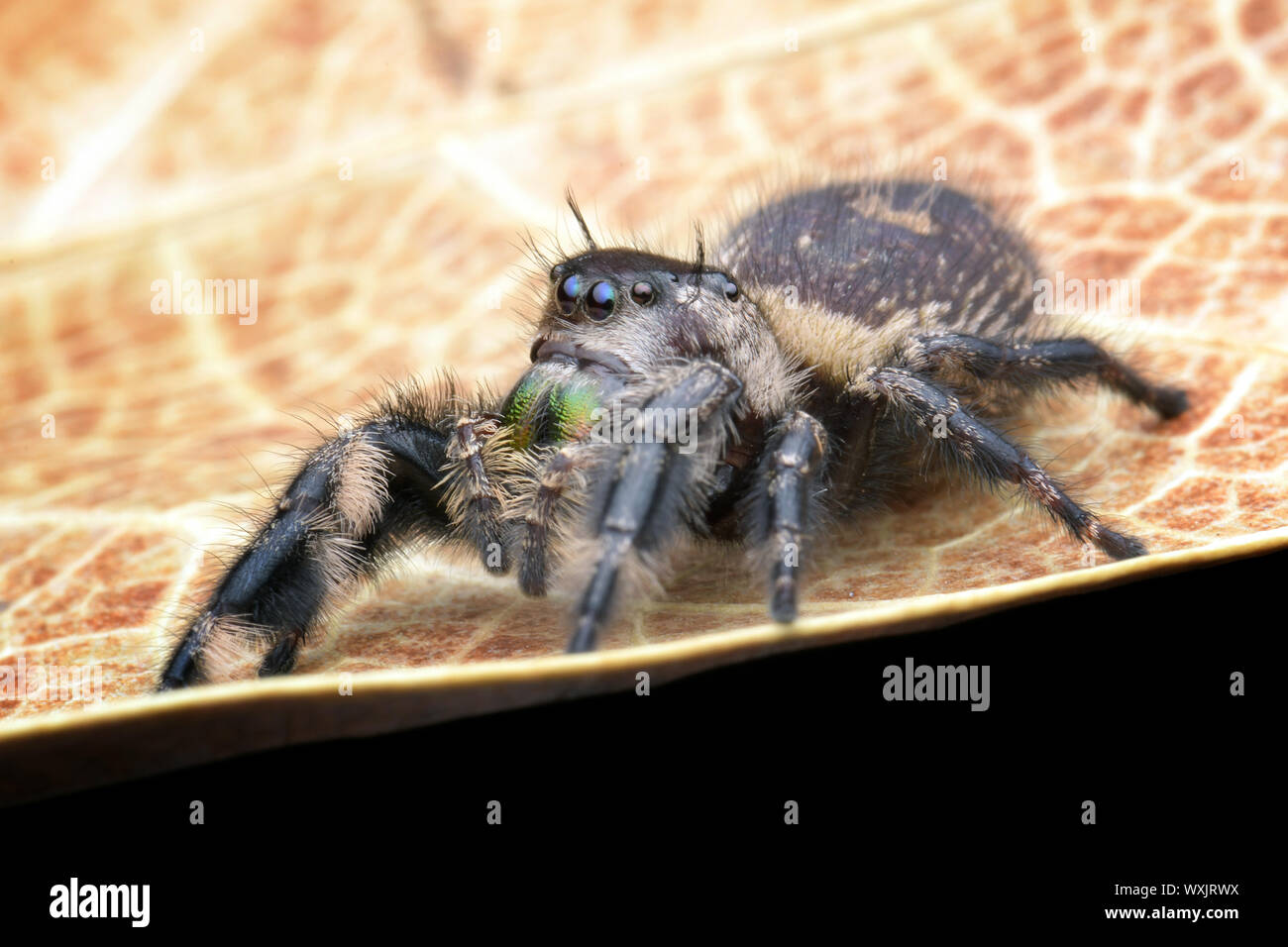 Nahaufnahme eines springenden Spinne auf einem Blatt, Indonesien Stockfoto