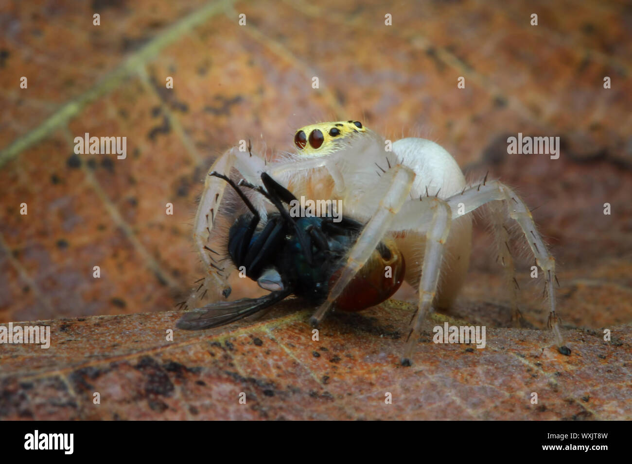 Jumping spider Essen ein Insekt, Indonesien Stockfoto
