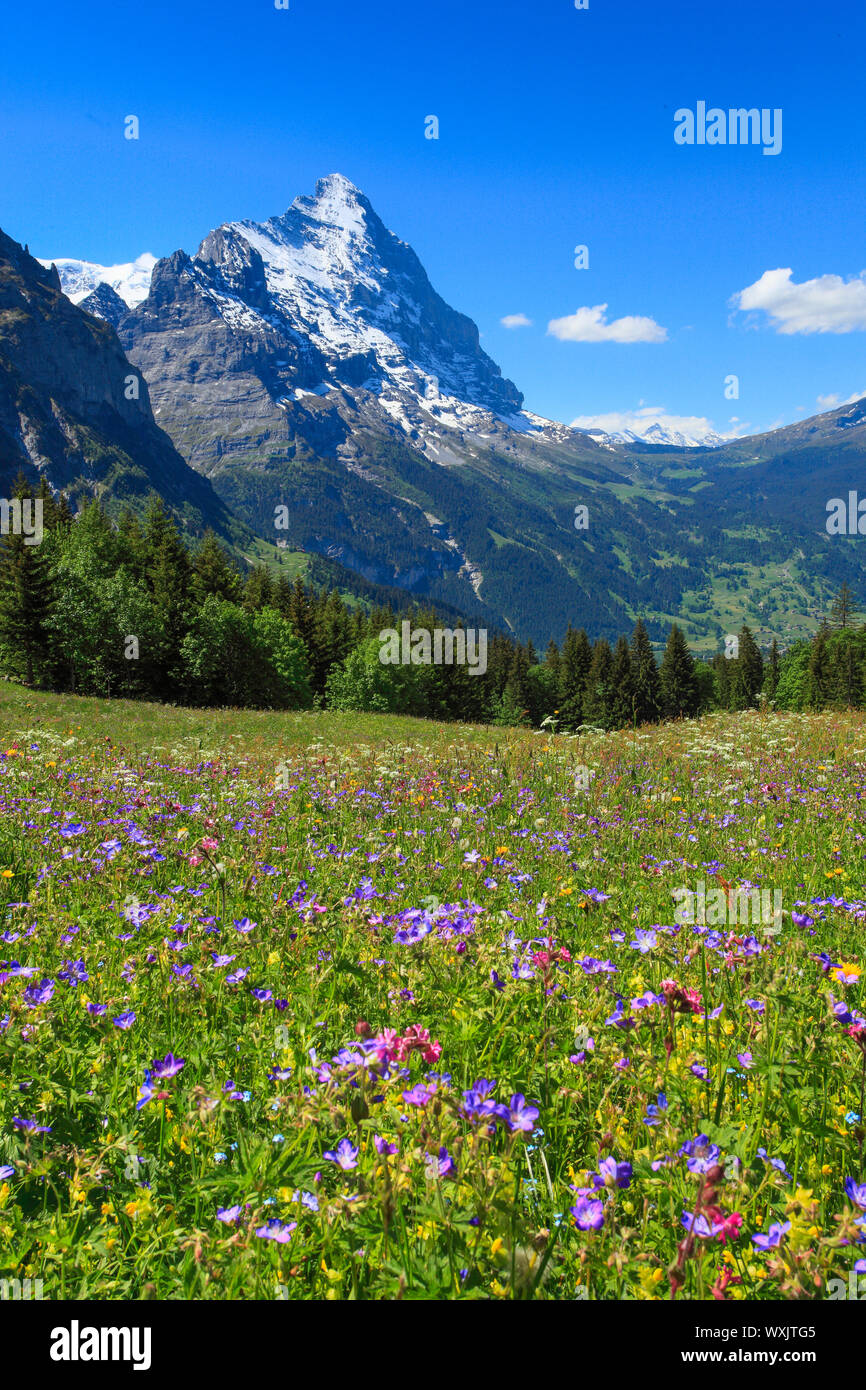 Blühende Wiese mit die Berge Eiger. Grindelwald, Berner Alpen, Schweiz Stockfoto