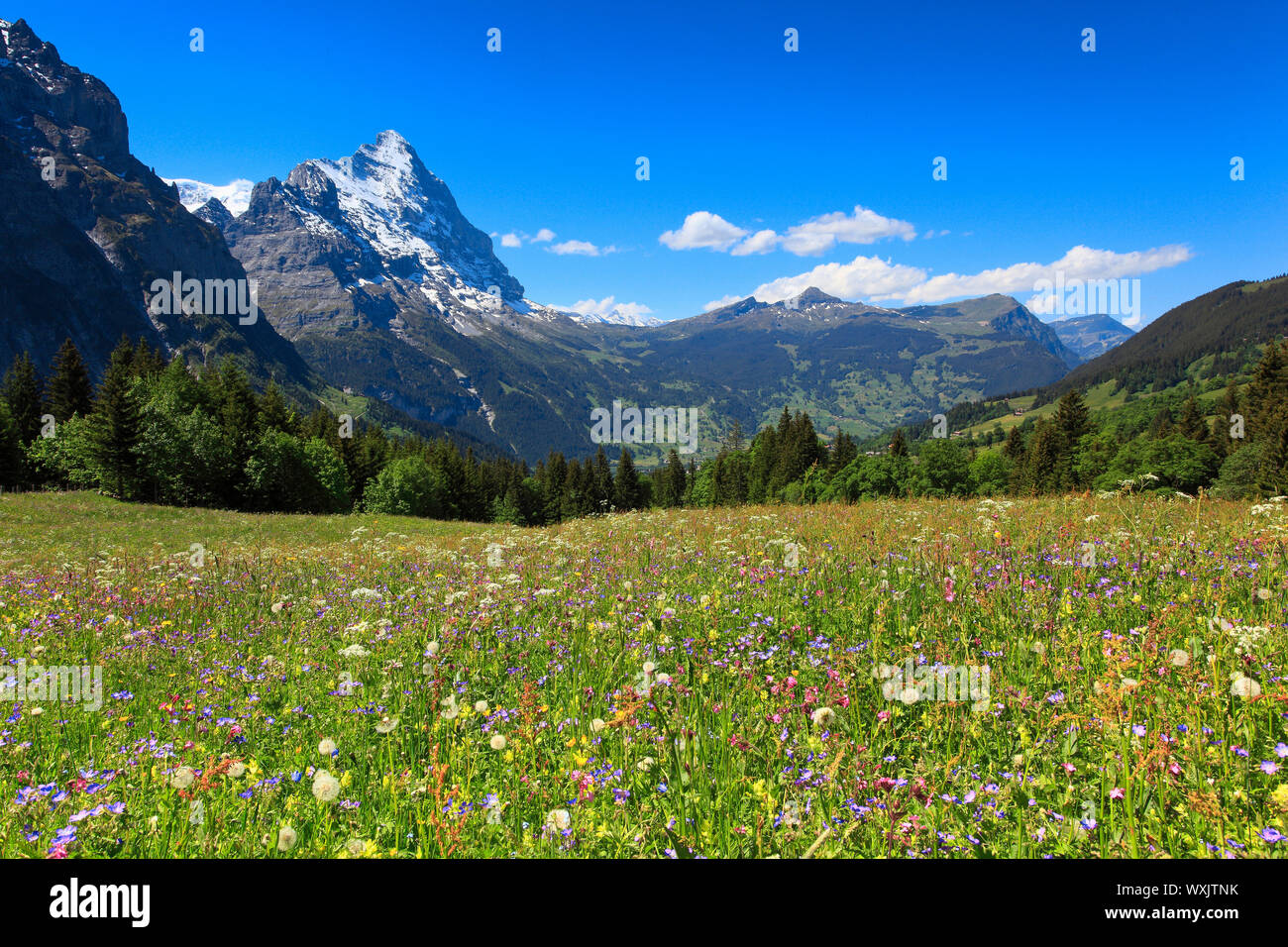 Blühende Wiese mit die Berge Eiger. Grindelwald, Berner Alpen, Schweiz Stockfoto