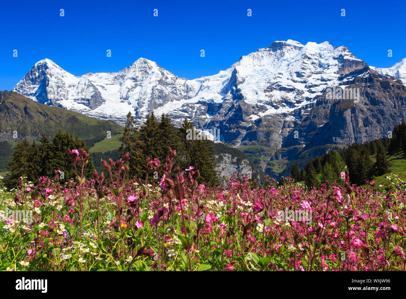 Die Berge Eiger (3967 m), Mönch (4107 m) und Jungfrau (4158m). Berner Alpen, Schweiz Stockfoto