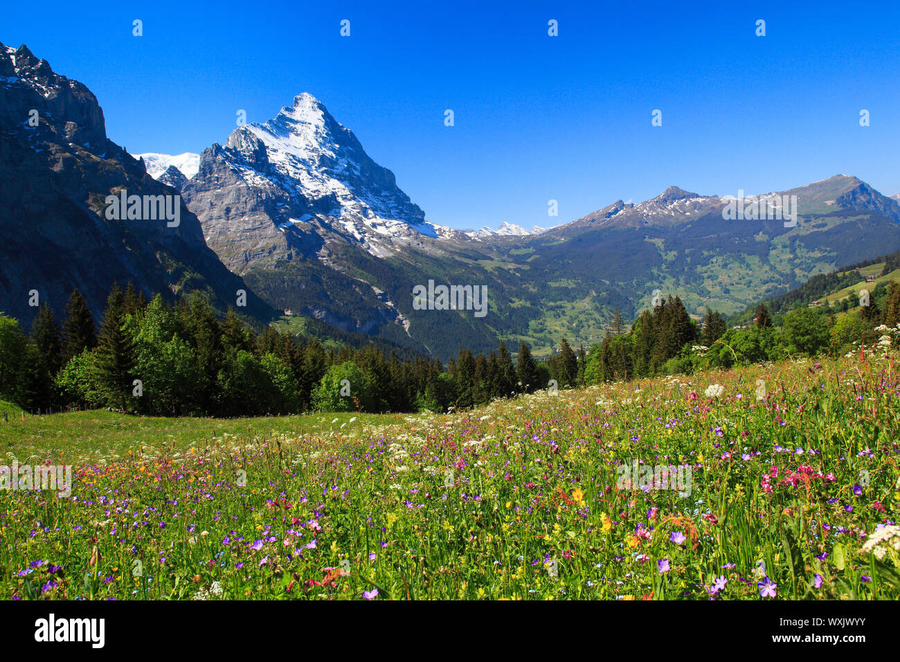 Blühende Wiese mit die Berge Eiger. Grindelwald, Berner Alpen, Schweiz Stockfoto