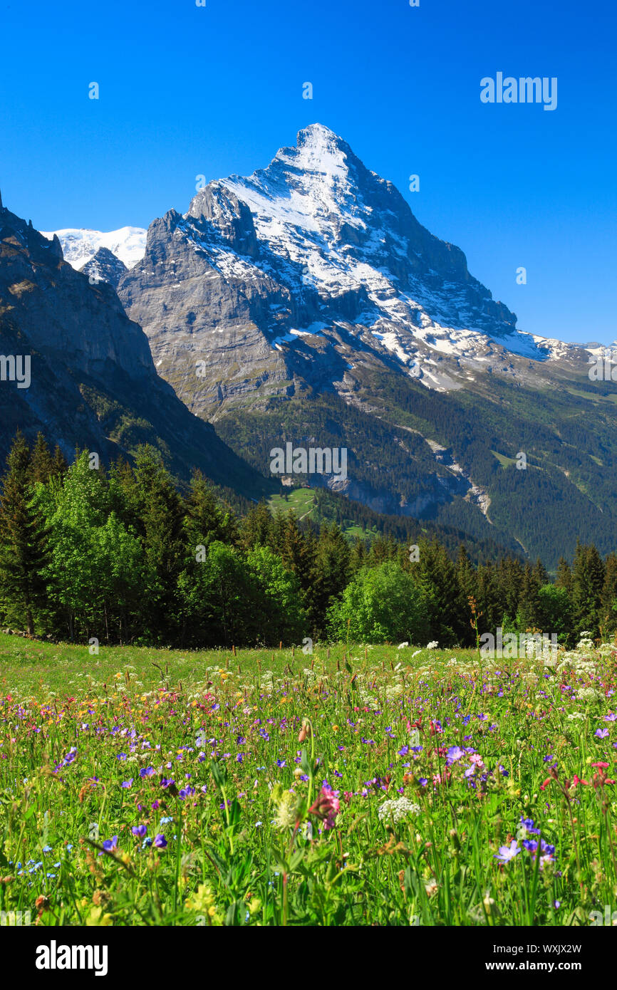 Blühende Wiese mit die Berge Eiger. Grindelwald, Berner Alpen, Schweiz Stockfoto