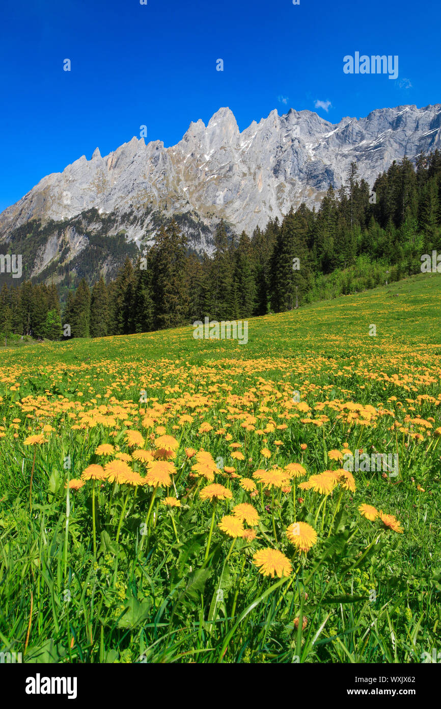 Das Tal Rosenlauital im Frühjahr. Berner Oberland, Schweiz Stockfoto