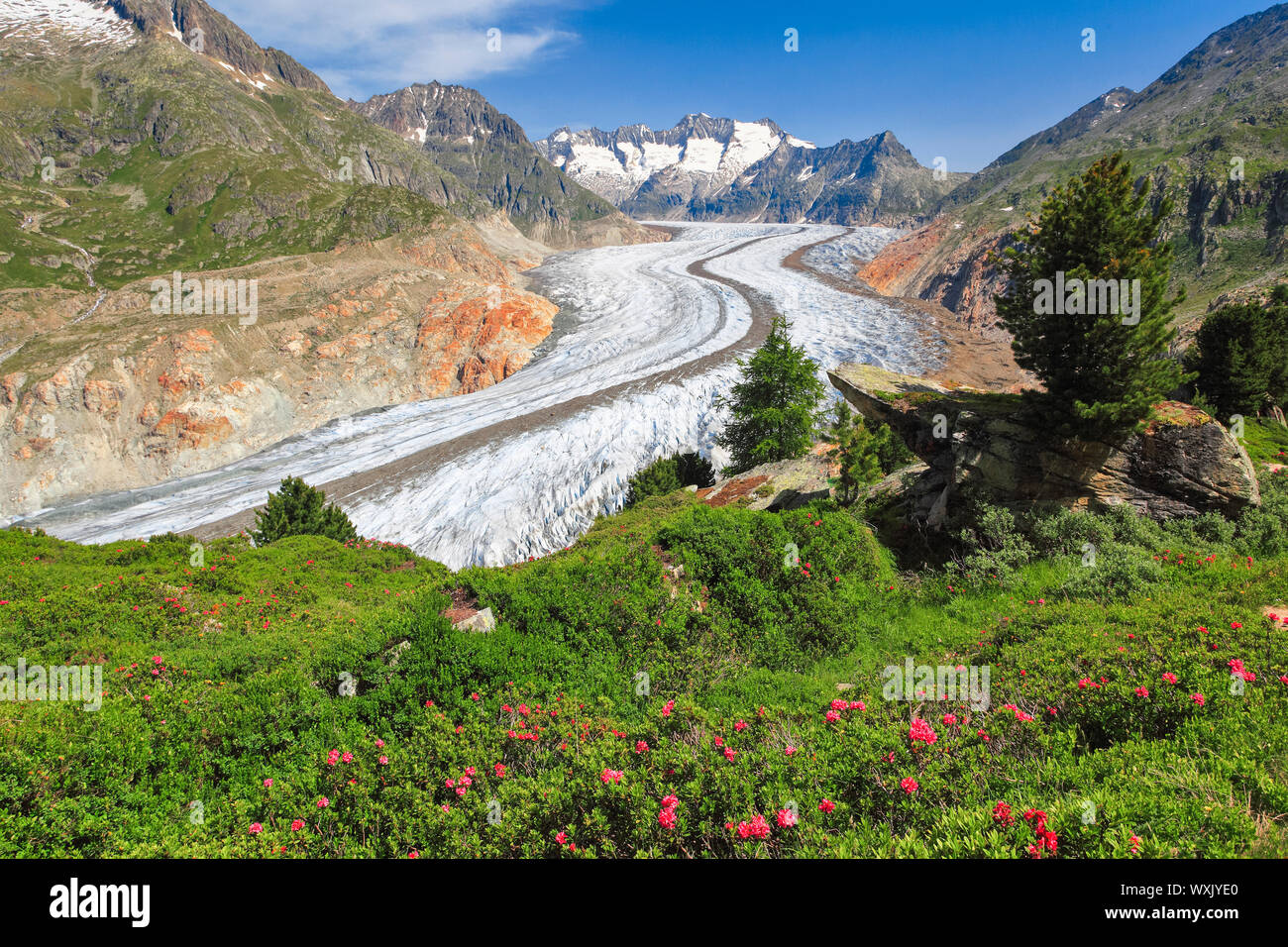 Die Berge Wannenhoerner und Aletschgletscher mit blühenden Rusty-leaved Alpenrose Stockfoto