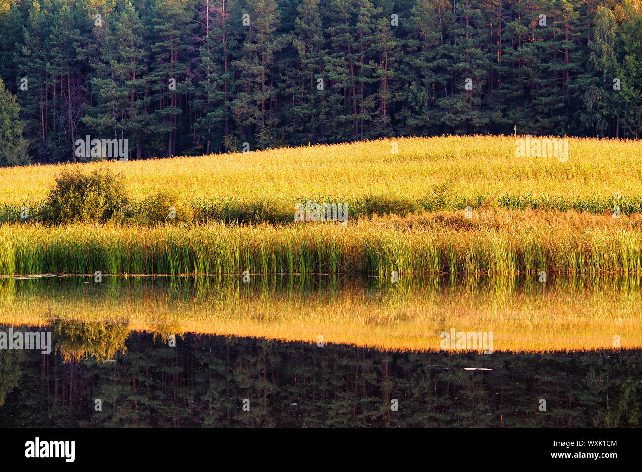 Malerische Wald Fluss auf Herbst Tag. Schilf und Wald Reflexion über die Wasseroberfläche. Natur Landschaft Landschaft. Morgen Sonnenschein Hits ein Smaragd g Stockfoto