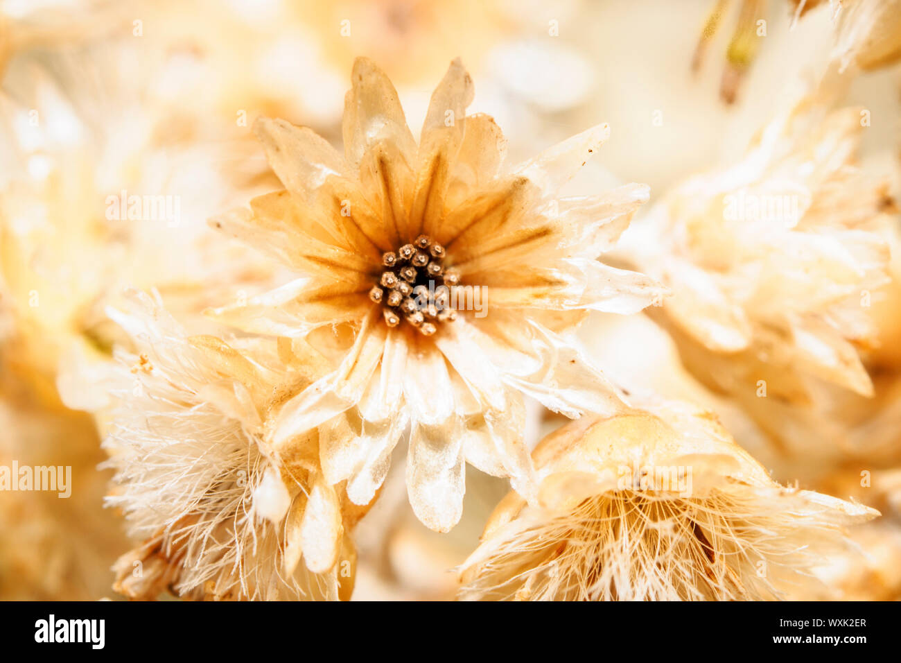 Helichrysum petiolare, Lakritze, Süßholz Anlage Stockfoto