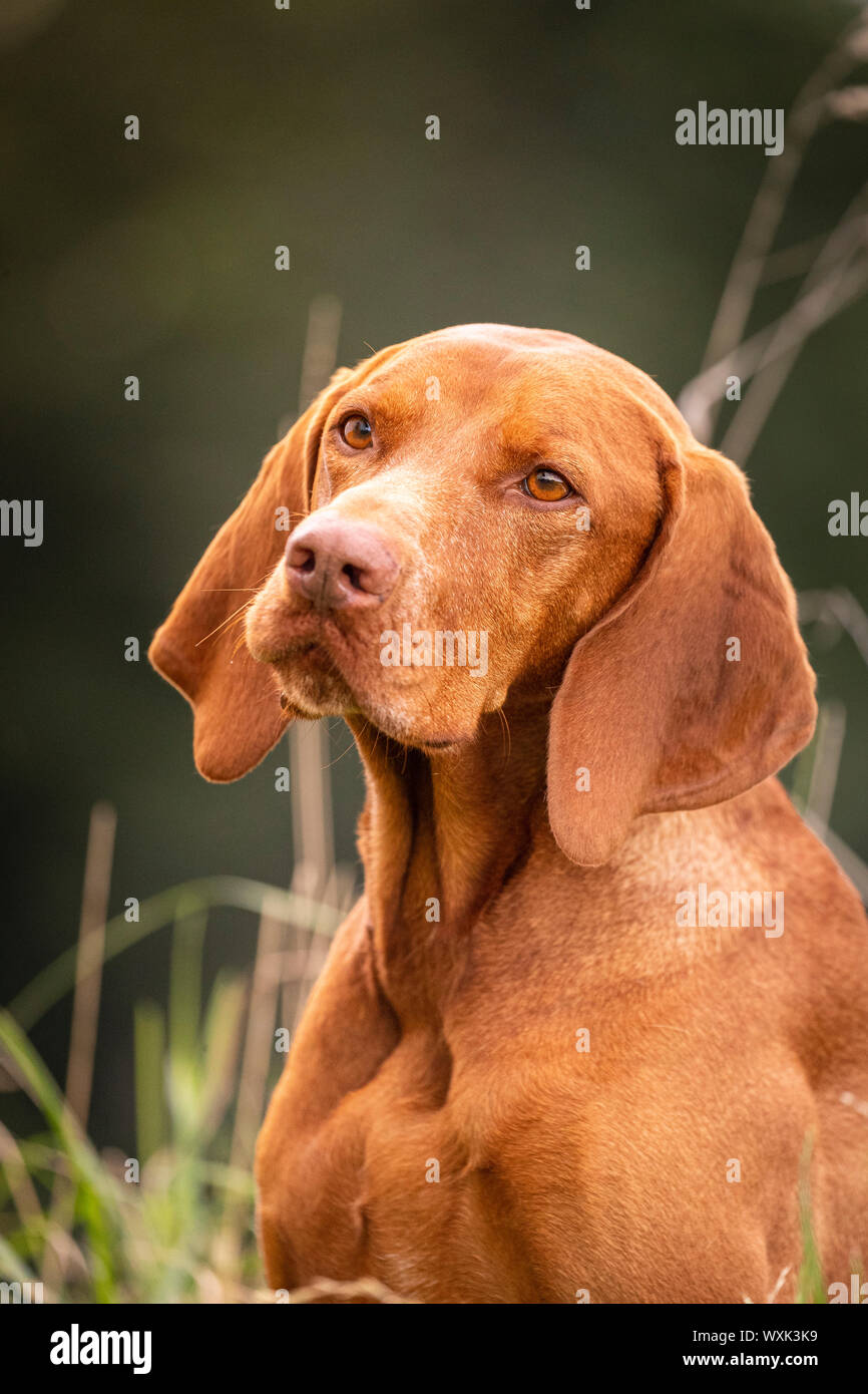 Magyar Vizsla. Portrait von erwachsenen Hund. Deutschland Stockfoto