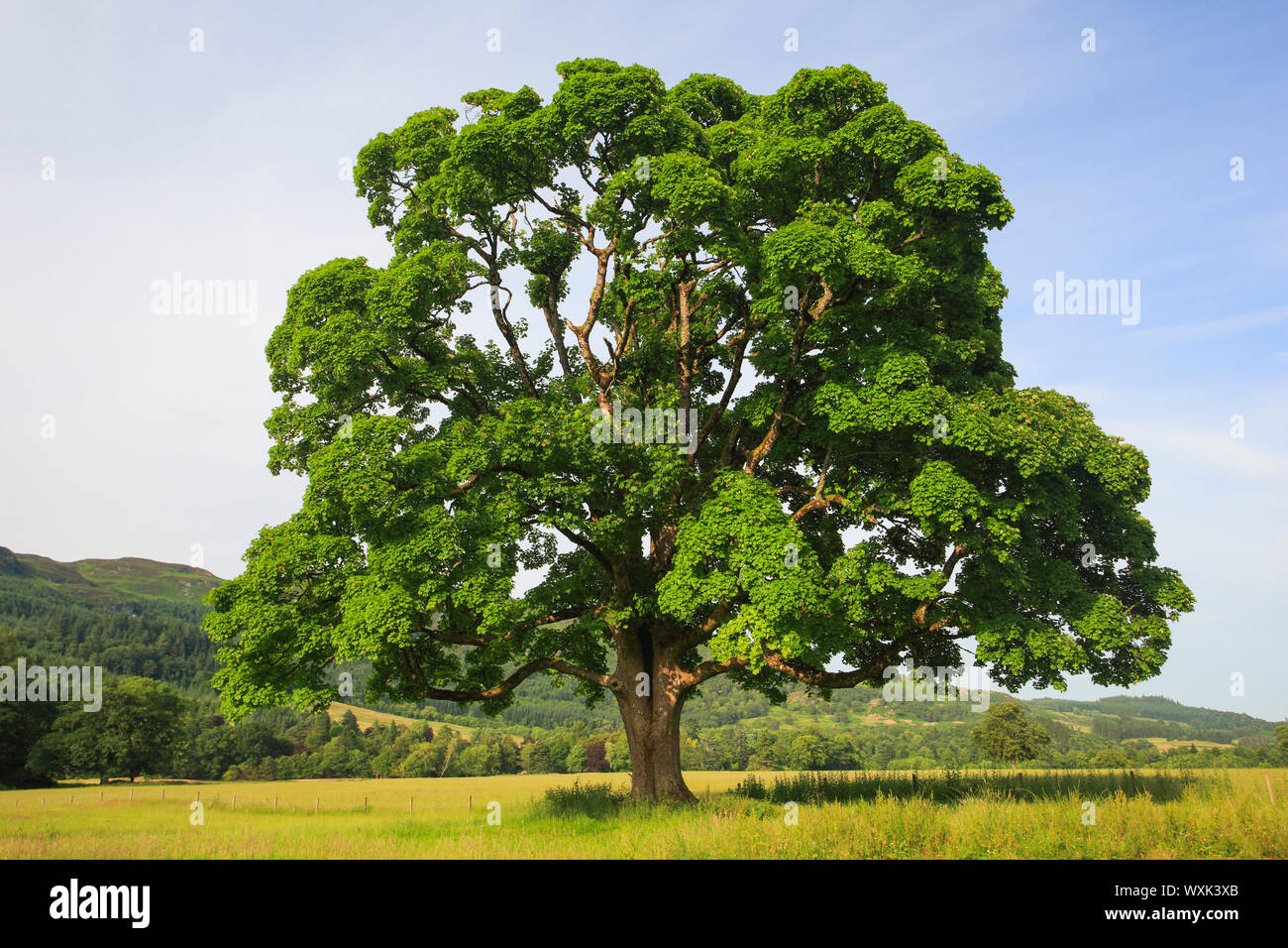 Ahorn (Acer sp.). Einsamer Baum im Sommer. Schweiz Stockfoto