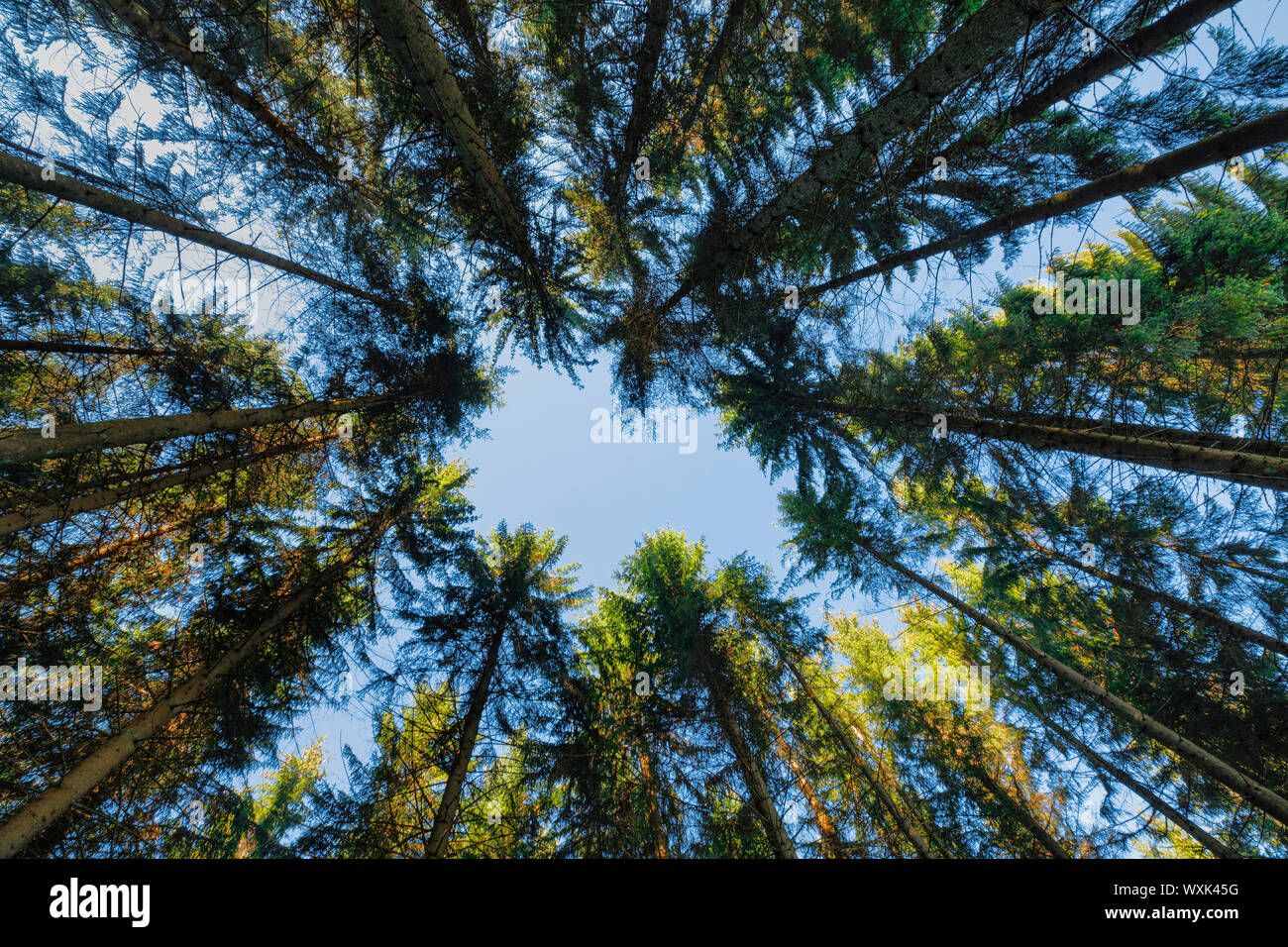 Die Fichte (Picea abies). Wald, Blick in die Baumkronen. Schweiz Stockfoto