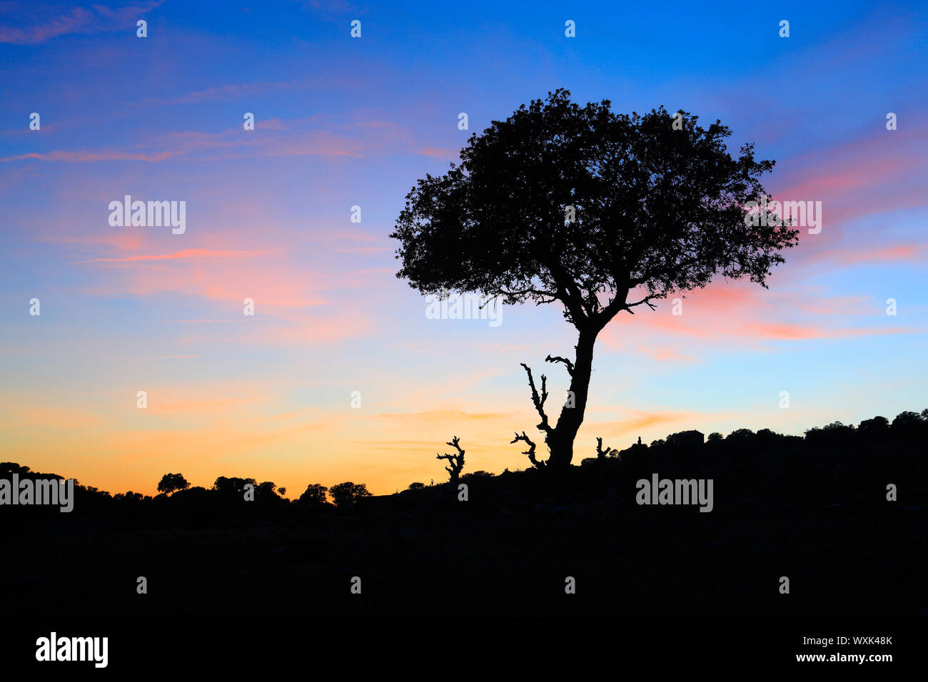 Korkeiche (Quercus suber). Single Tree gegen den Abendhimmel silhouetted, Spanien Stockfoto