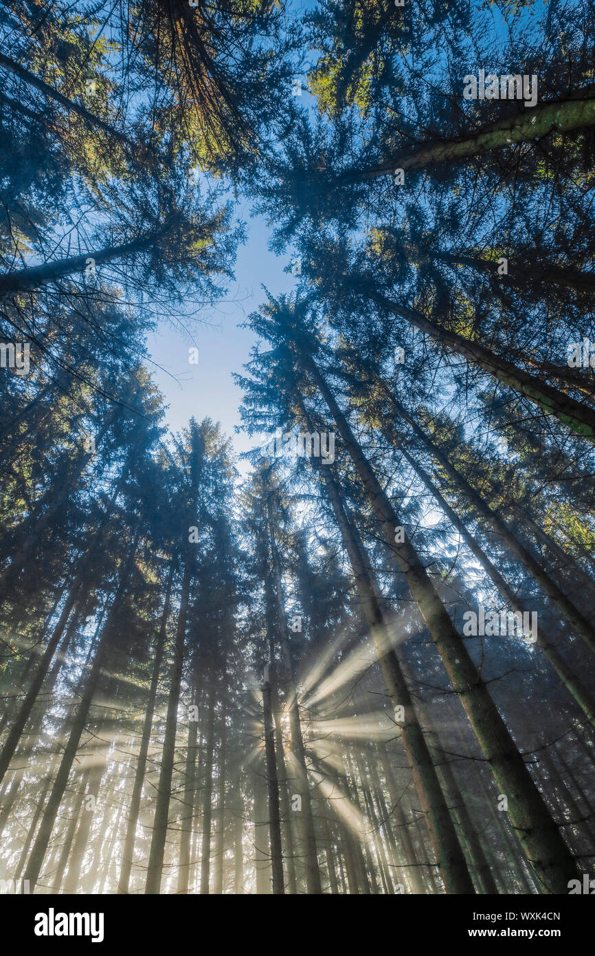 Die Fichte (Picea abies). Wald, Blick in die Baumkronen. Schweiz Stockfoto