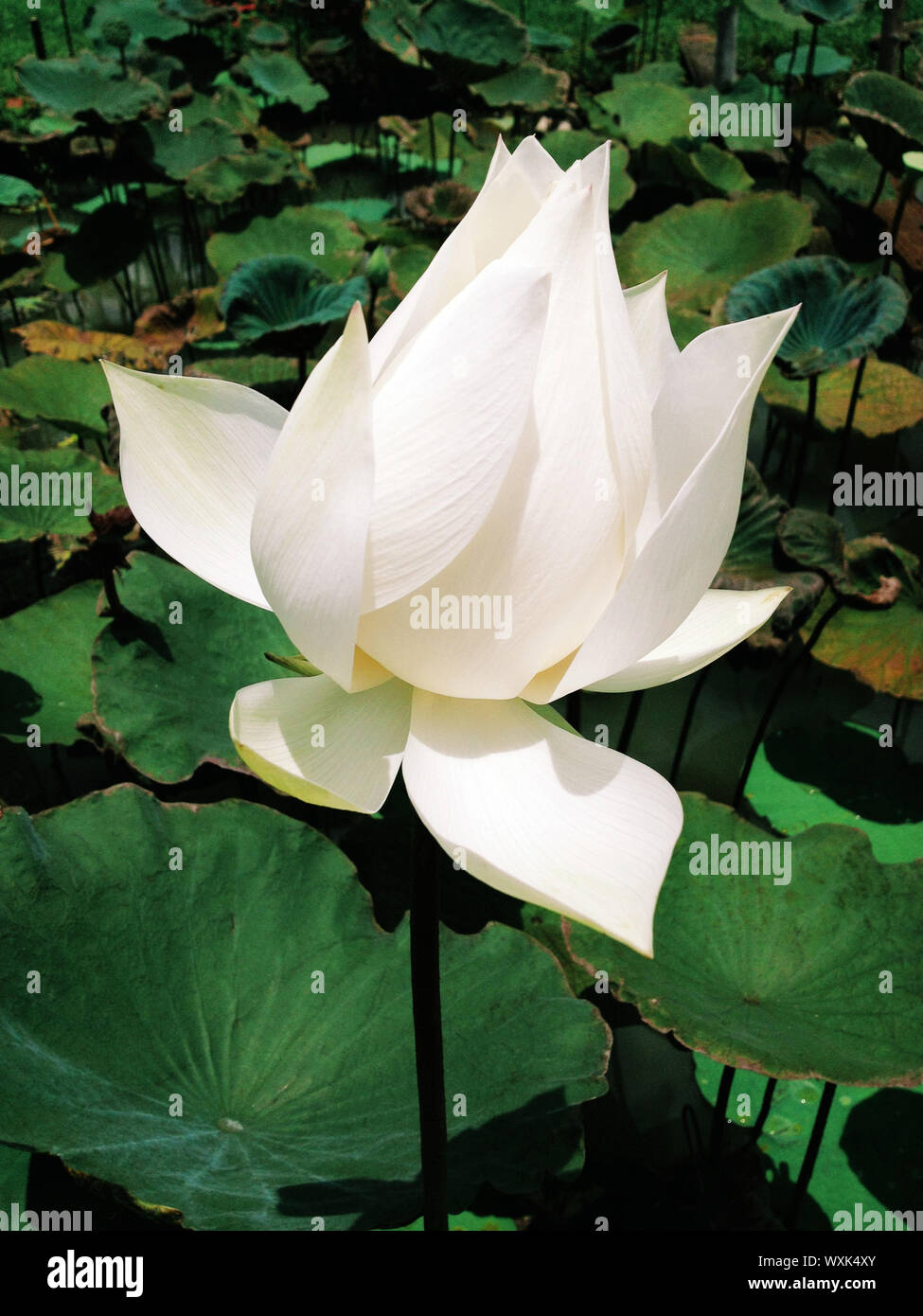 Weißer lotus Stockfoto