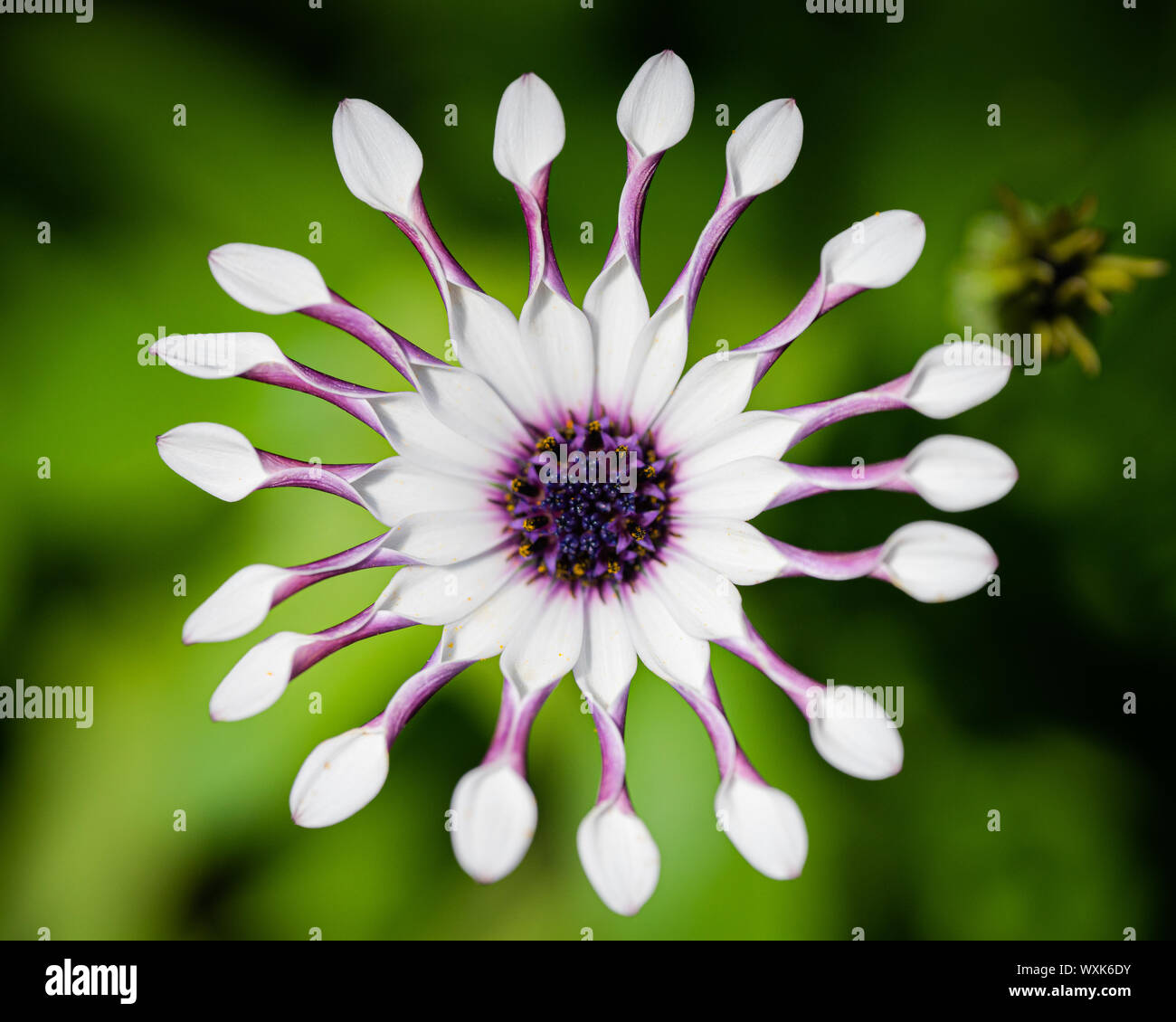 Single Strauchigen daisy schließen Foto Stockfoto