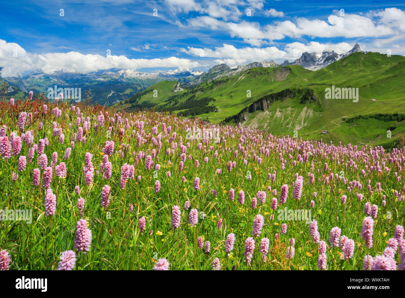 Schweizer Alpen mit blühenden Adderwort, Schweiz, vom Berg Fronalpstock gesehen Stockfoto