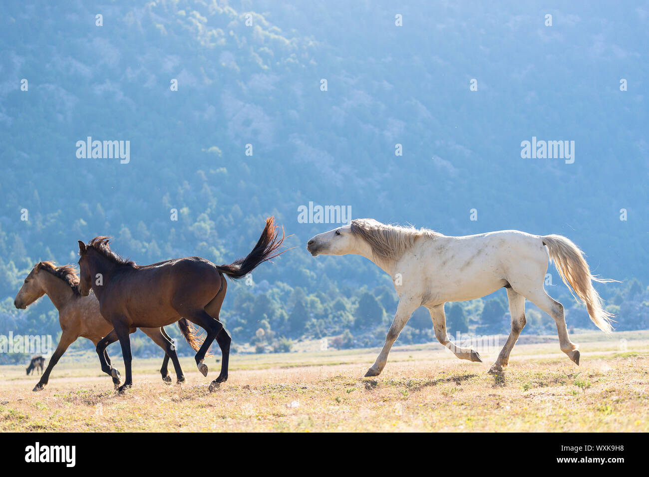 Wilde Pferde, wilde Pferde. Graues Kabel Hengst der Stuten. Türkei Stockfoto