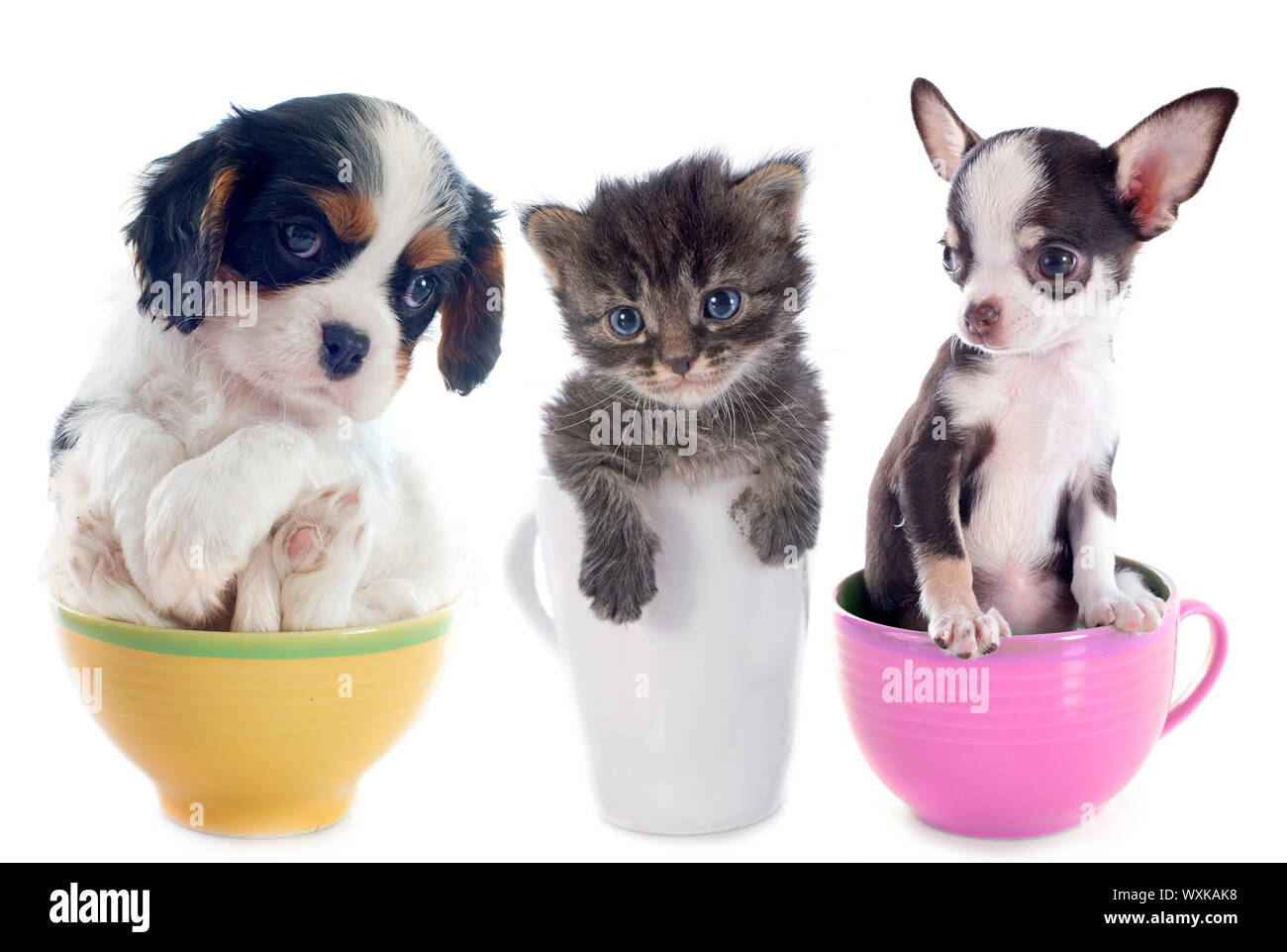 Kätzchen und Welpen in Teacup vor weißem Hintergrund Stockfoto