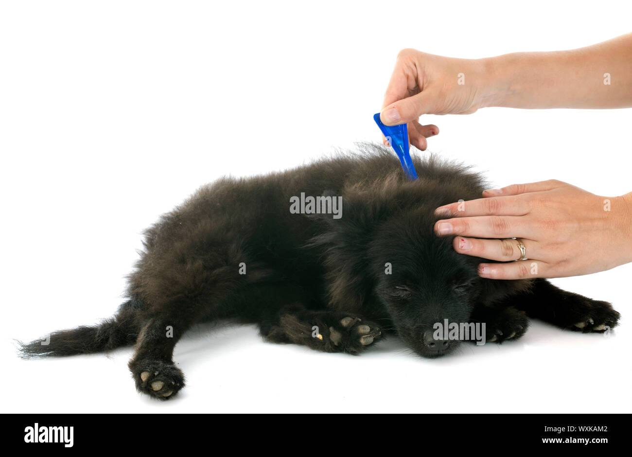 Zecken und Flöhe Prävention auf ein wenig Spitz im studio Stockfoto