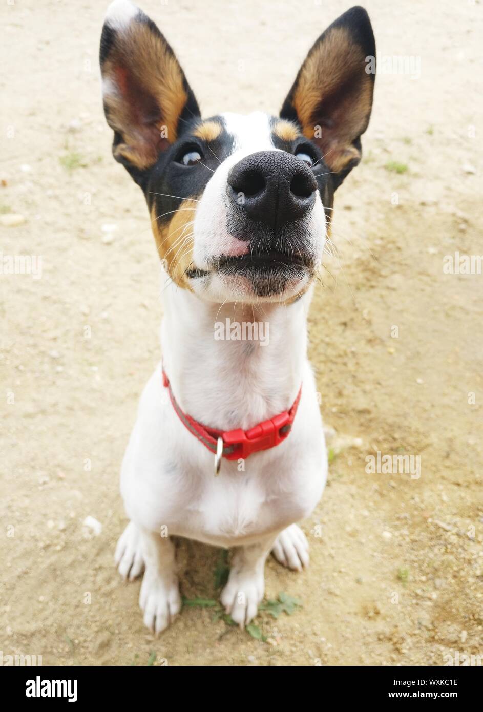 Portrait einer alert Hund Stockfoto