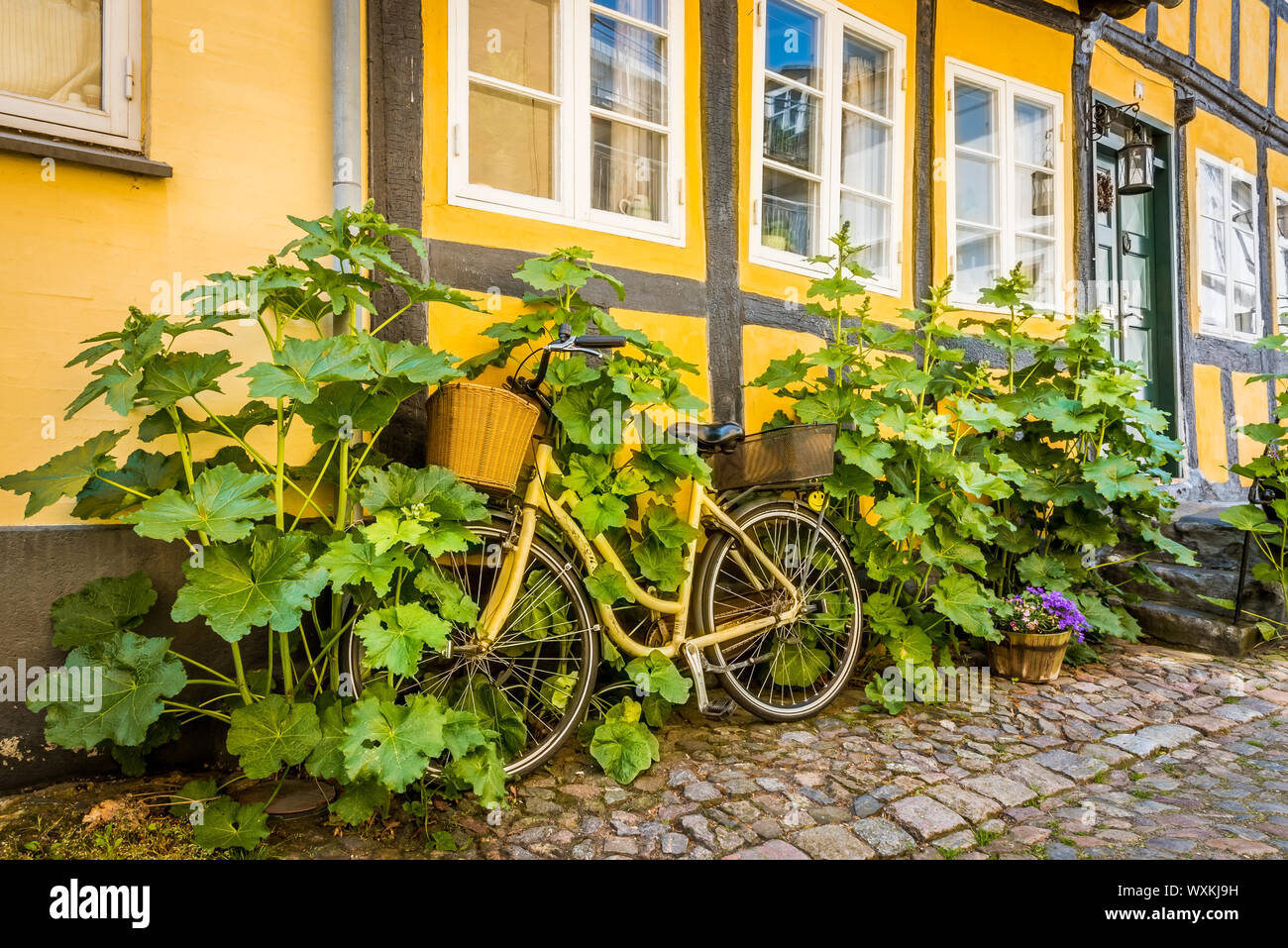 Ein Fahrrad stehend an einem Haus - Wand und wird durch die Stockrosen, Faaborg, Dänemark, 12. Juli 2019 überwachsen Stockfoto