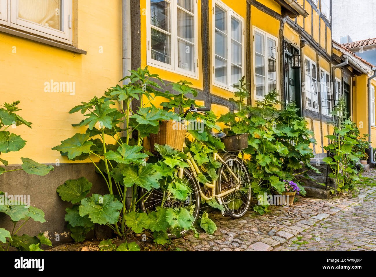 Yellow Bike überwachsen mit hollyhooks, gegen die Wand eines alten Hälfte schiefe Fachwerkhaus in Faaborg, Dänemark, 12. Juli 2019 Stockfoto