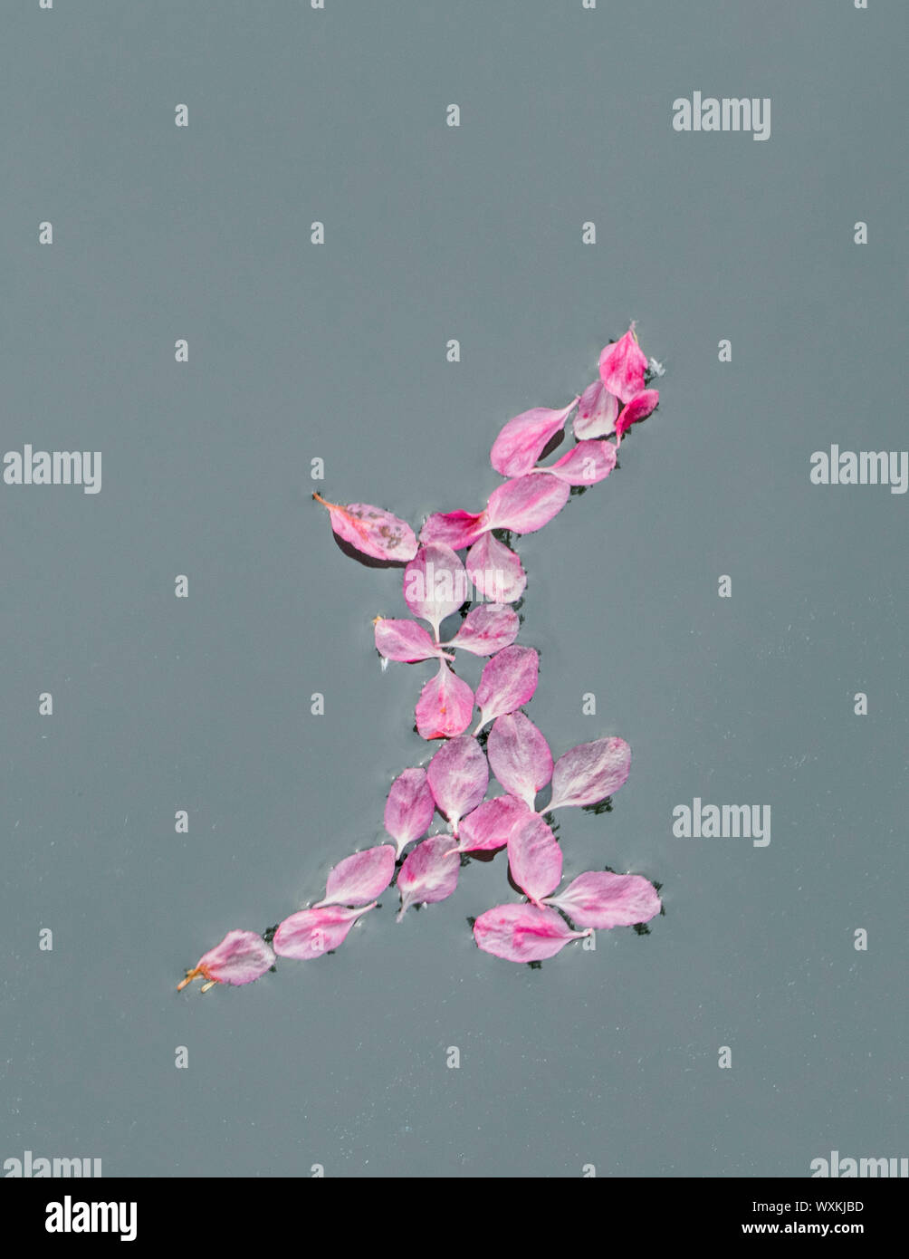 Floating apple blossom Stockfoto