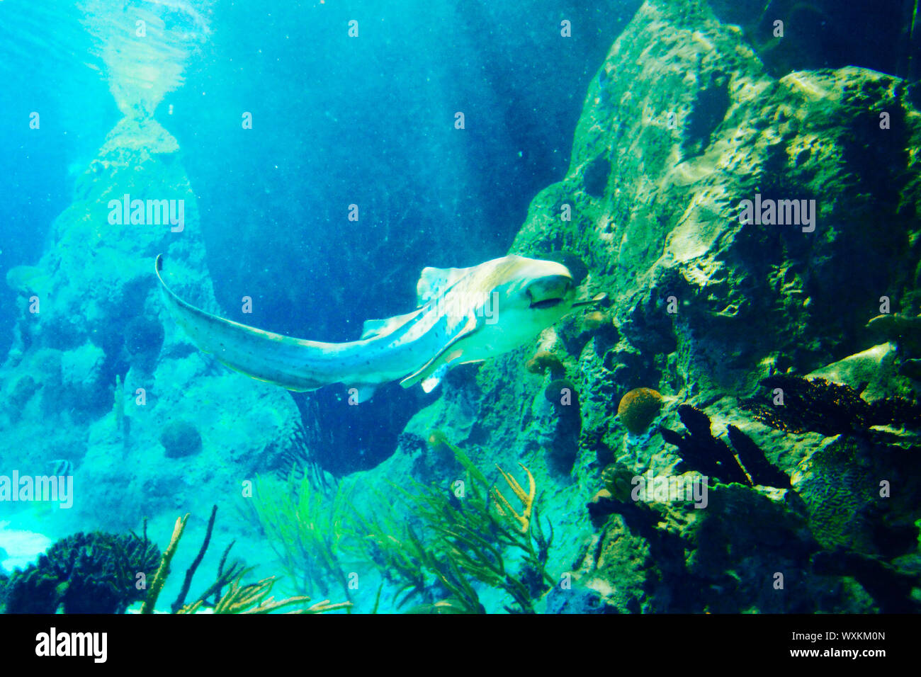 Shark underwater swimming über Coral Reef Stockfoto