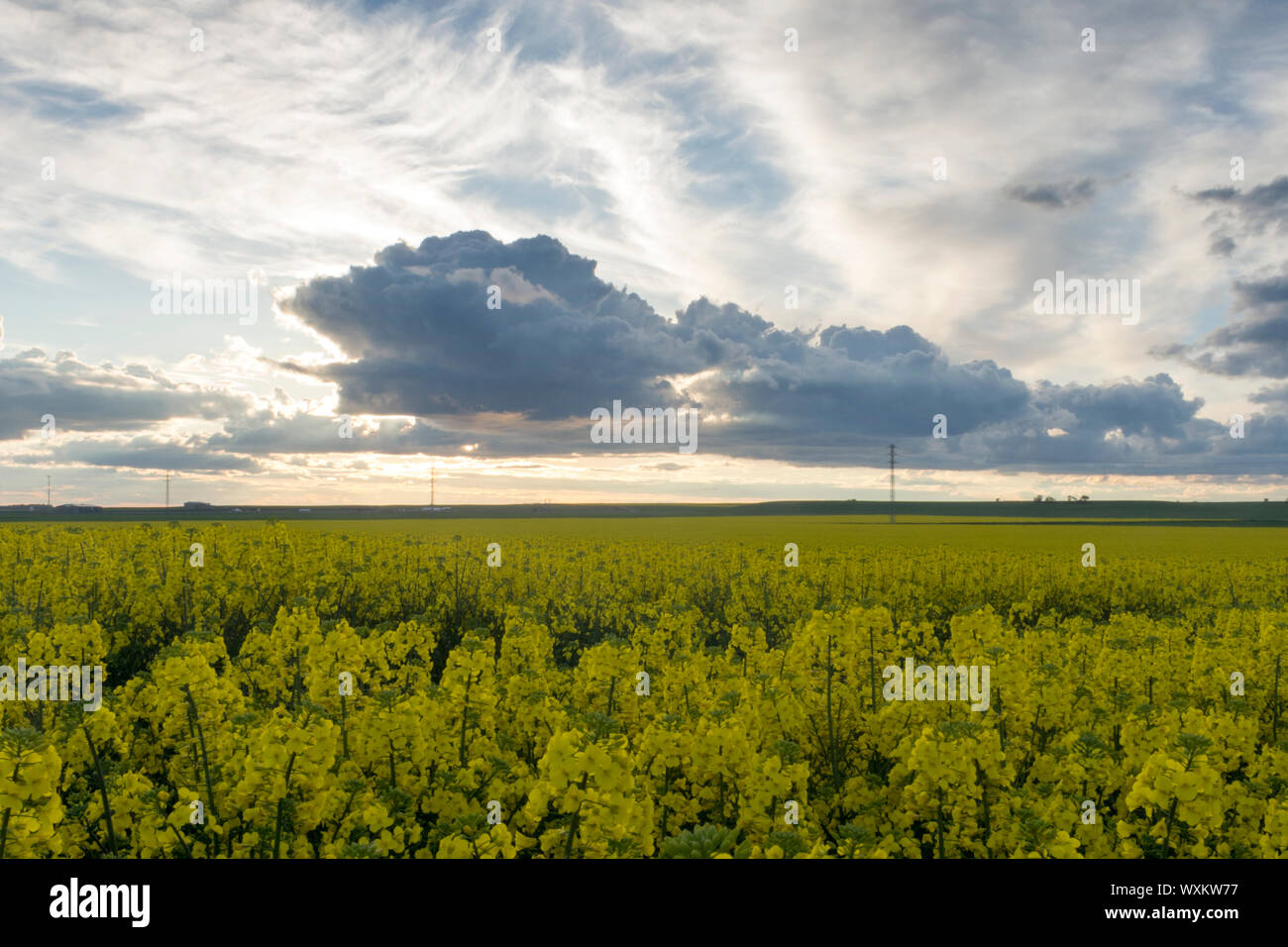 Landschaft mit Feldern von Raps. Große Wolken im blauen Himmel, in den Sonnenuntergang. Stockfoto