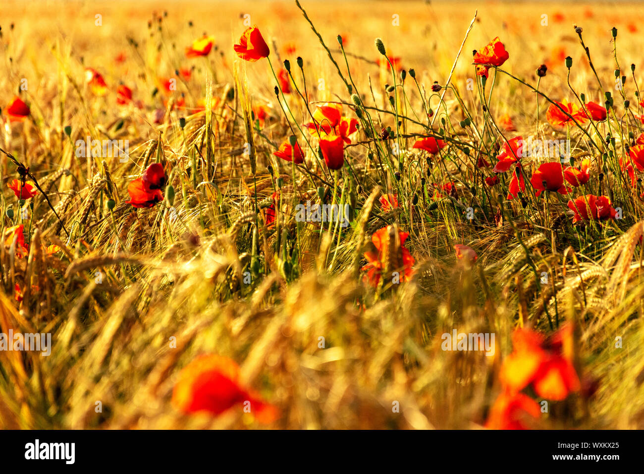 Roter Mohn, Mohn, in einem Weizenfeld bei Sonnenuntergang. Spikes von Weizen vergoldet durch die Sonne. Stockfoto