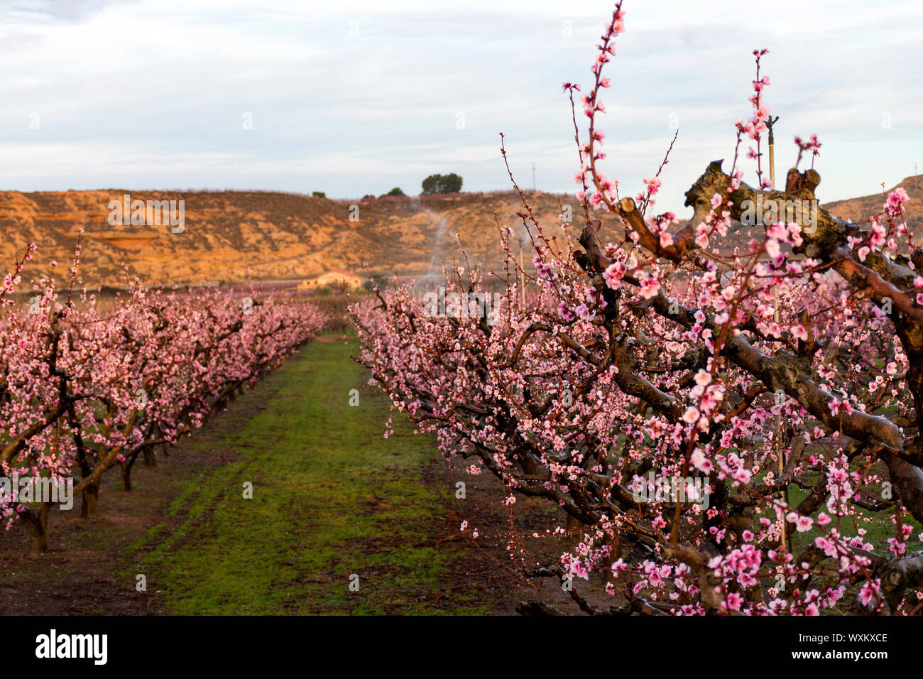 Bereich der Peach Tree in voller Blüte, mit Sprinklern. Schutz gegen Eis. Stockfoto