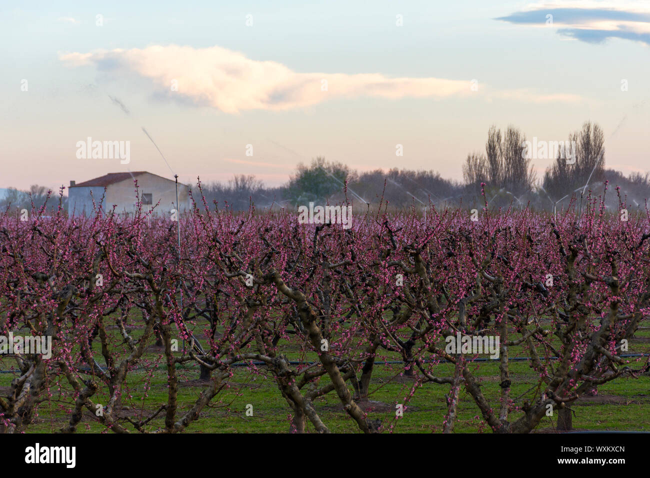 Bereich der Peach Tree in voller Blüte, mit Sprinklern. Schutz gegen Eis. Stockfoto