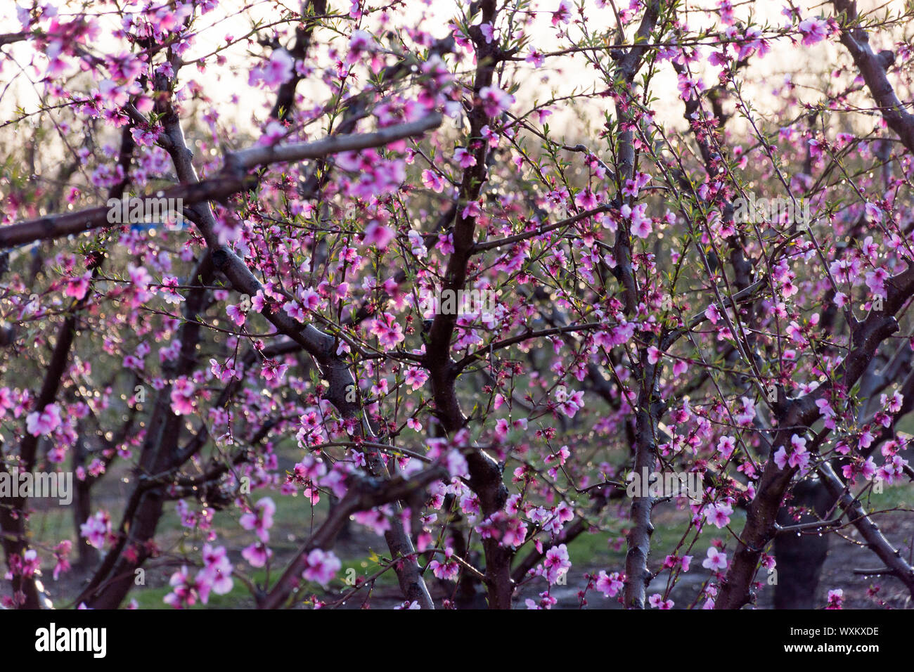Bereich der Peach Tree in voller Blüte, mit Sprinklern. Schutz gegen Eis. Stockfoto