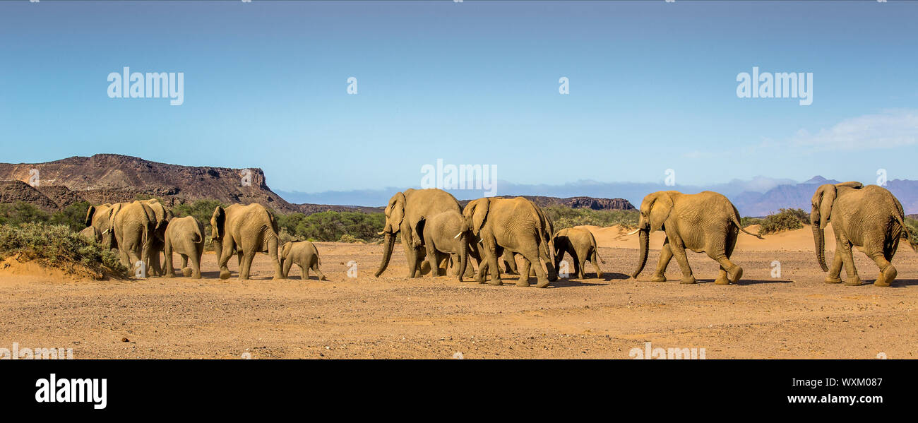 Familie Spur der wilden Elefanten Stockfoto