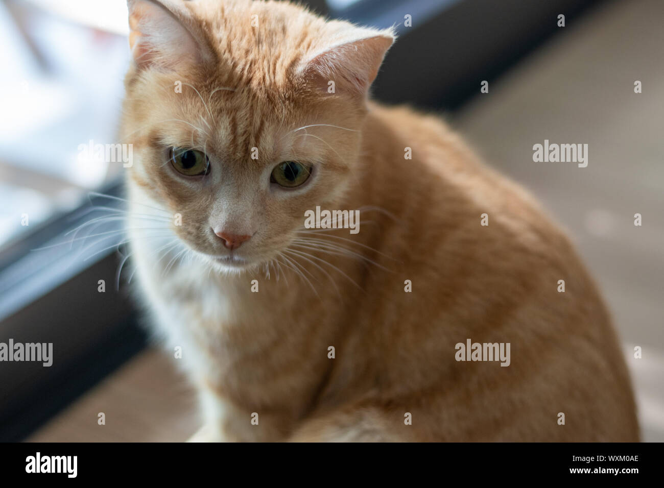 Eine ginger Cat neben einem Fenster, oder etwas, das außerhalb des Schusses erschrocken Stockfoto