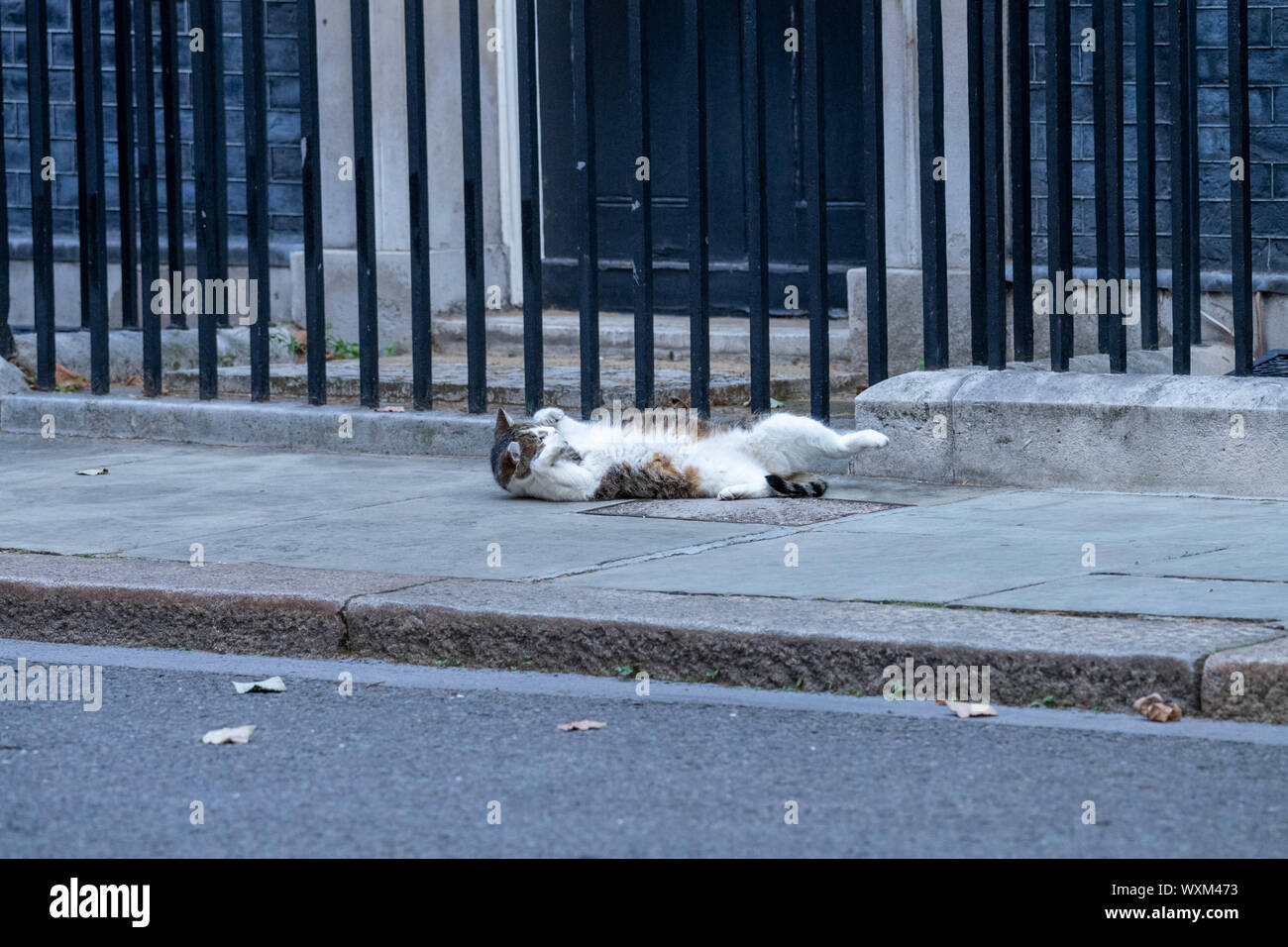 London, Großbritannien. 17 Sep, 2019. Larry der Downing Street cat hat eine Ausdehnung von 10 Downing Street, London Quelle: Ian Davidson/Alamy leben Nachrichten Stockfoto