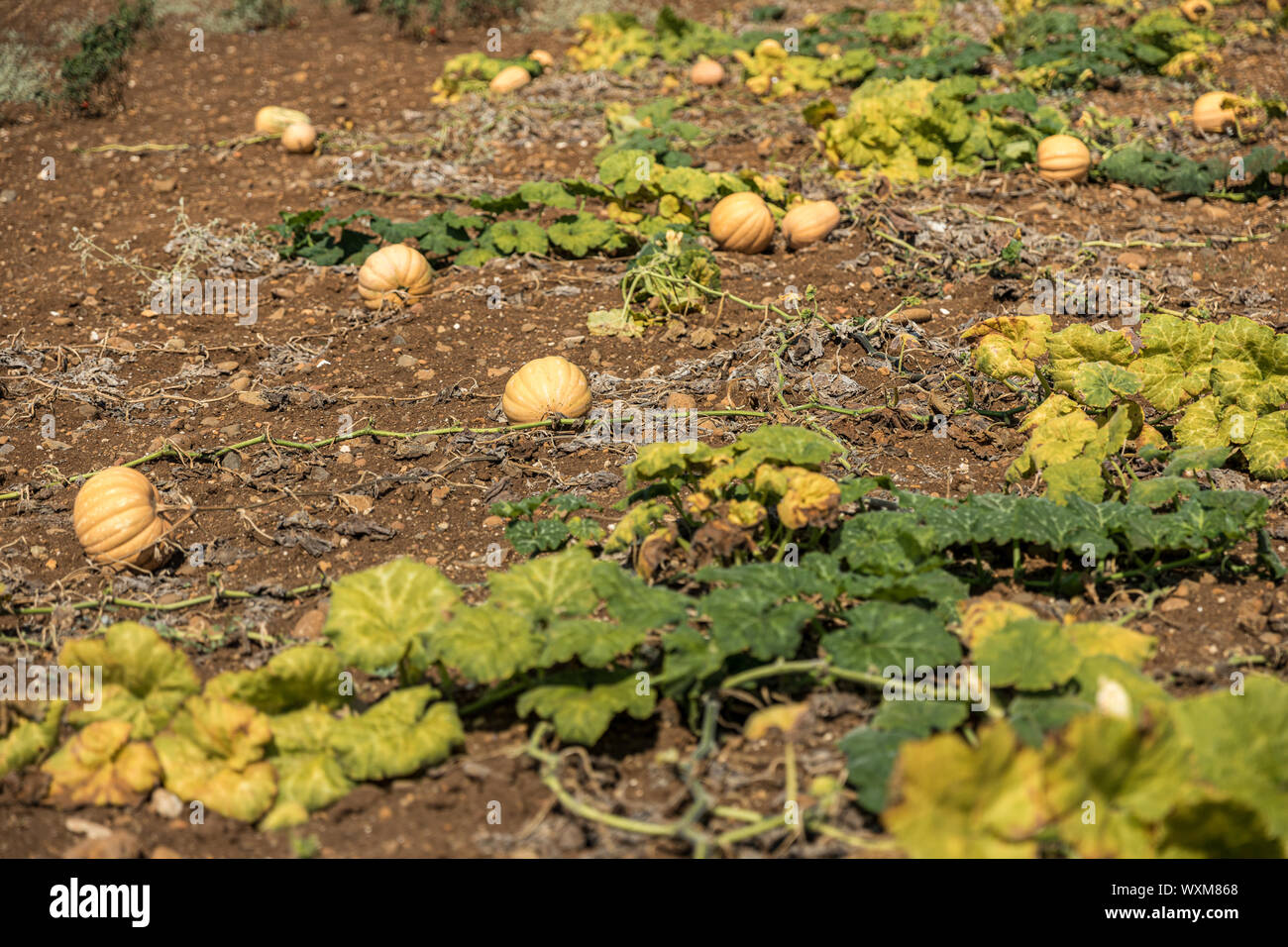 Kürbis Feld. Kürbisse wachsen in einem Gemüsegarten Stockfoto