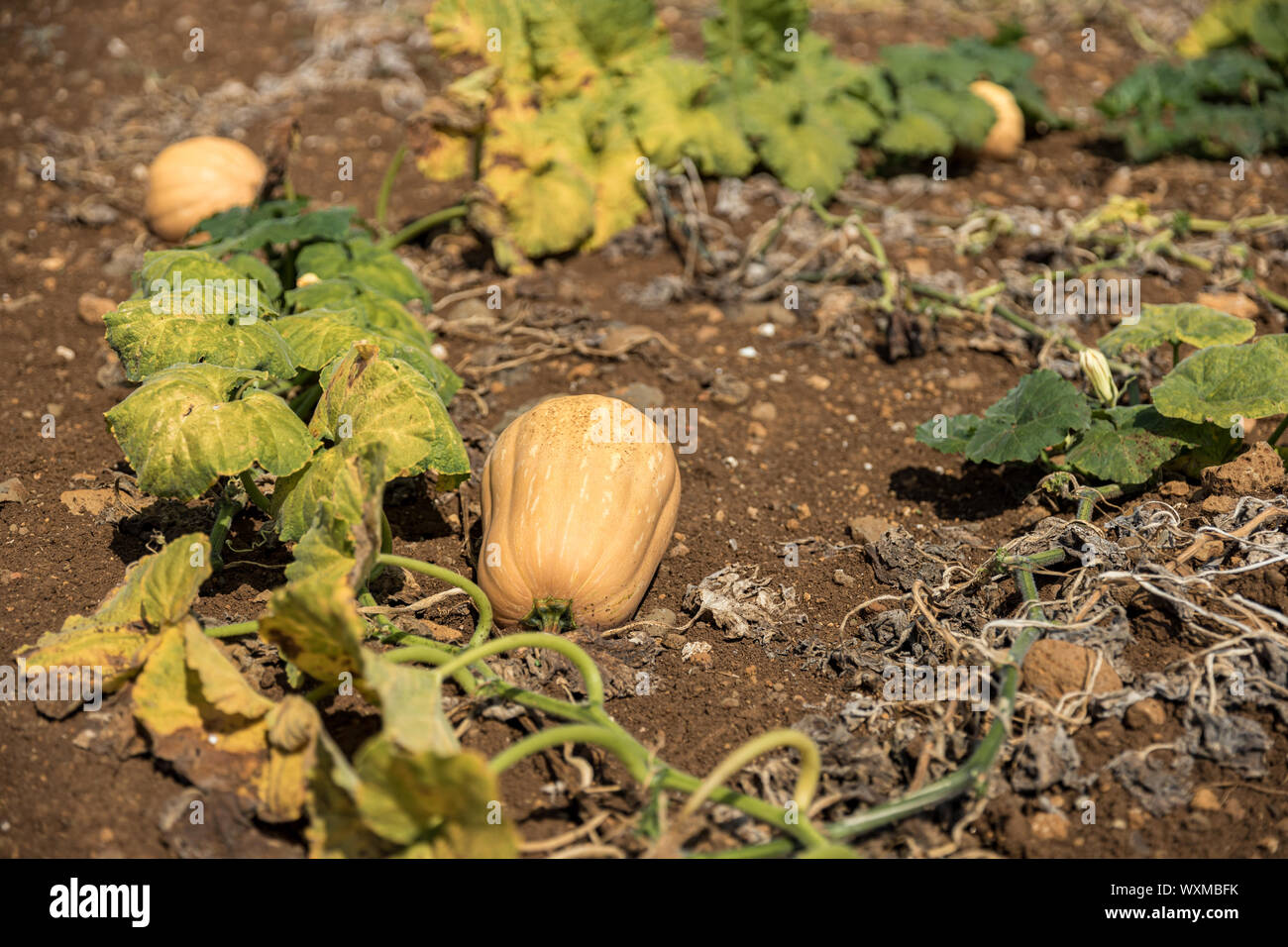 Kürbis Feld. Kürbisse wachsen in einem Gemüsegarten Stockfoto