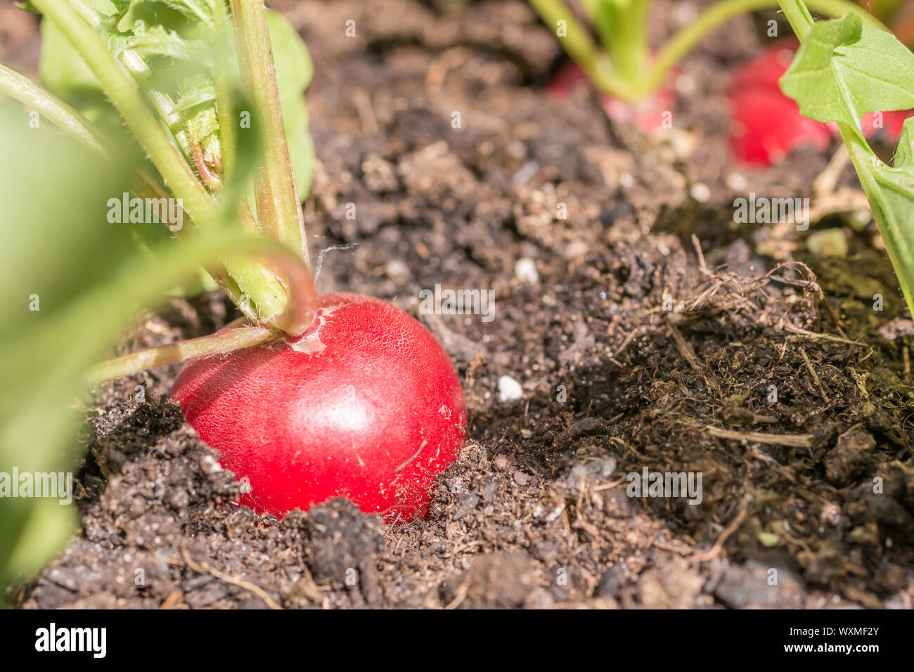 Anbau von lecker Radieschen im Garten. Stockfoto