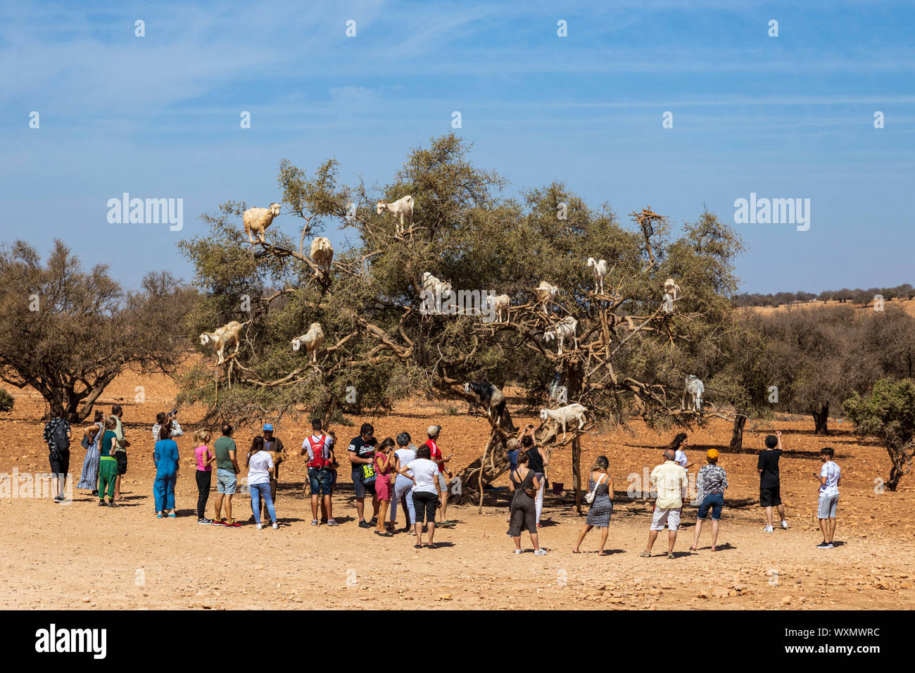 Touristen beobachten, Ziegen klettern eine Argania oder der Arganbaum (Argania spinosa) in der Nähe von Essaouira, Marokko, Maghreb, Nordafrika Stockfoto